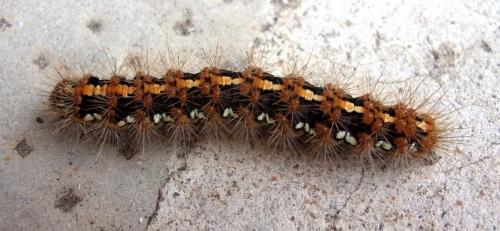 Euplagia quadripunctaria